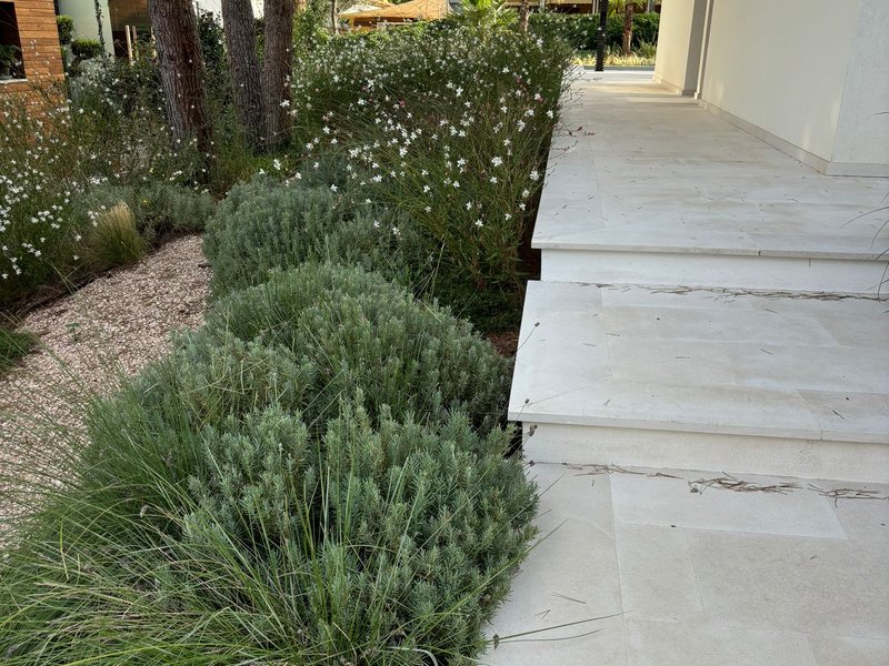 Jardín con romero y plantas mediterráneas