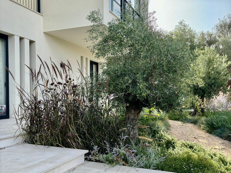 Jardín con olivo centenario